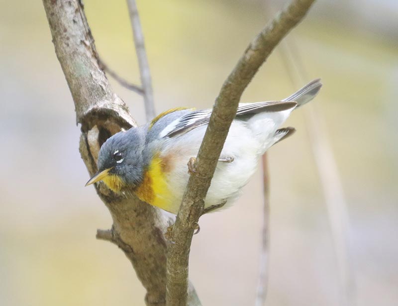 Mystery bird to be identified