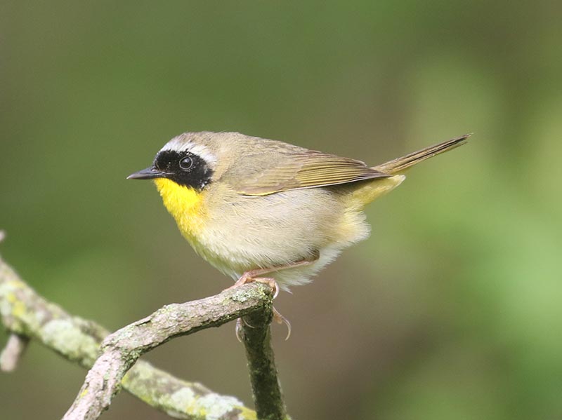 Mystery bird to be identified