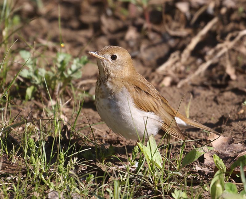 Mystery bird to be identified