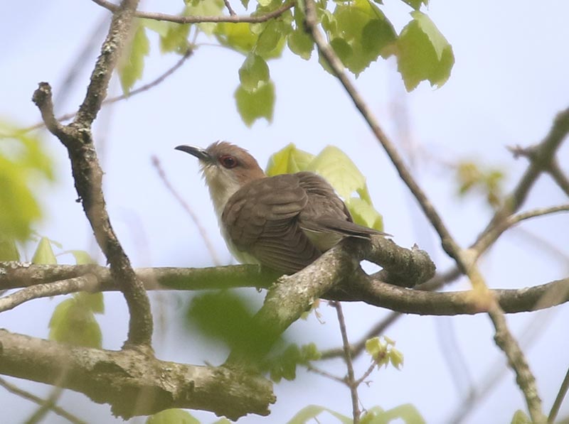 Mystery bird to be identified