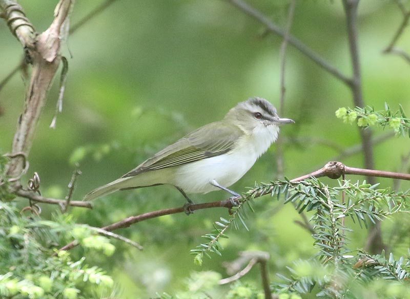 Mystery bird to be identified