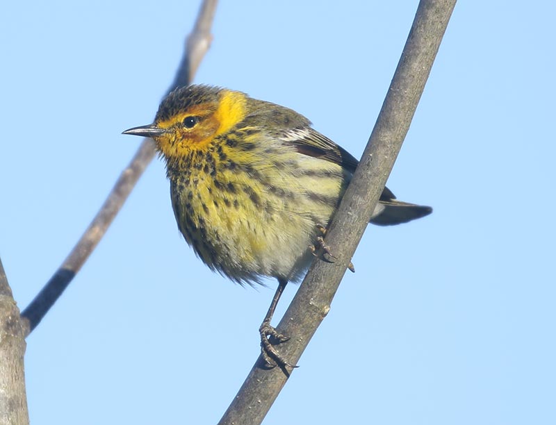 Mystery bird to be identified