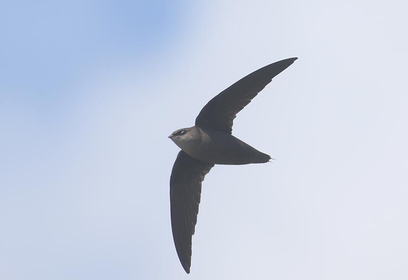 Mystery bird to be identified