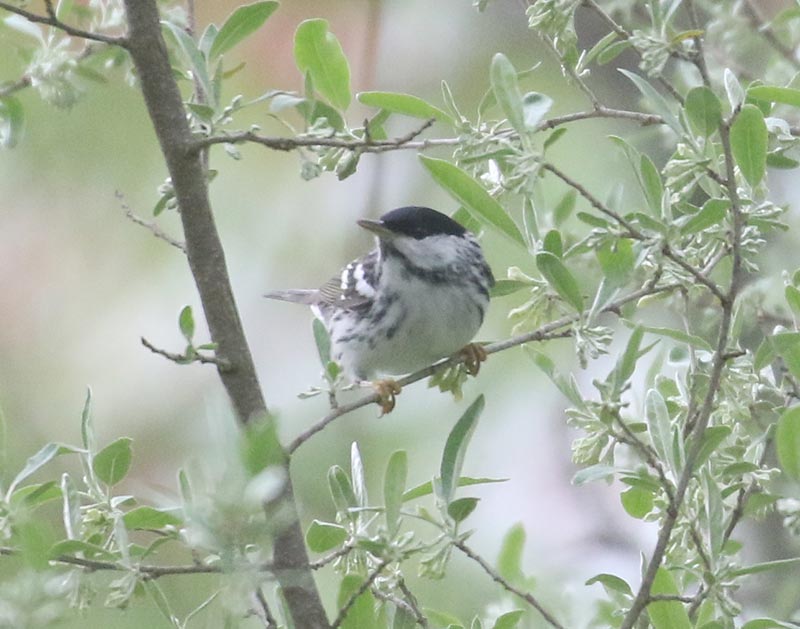 Mystery bird to be identified