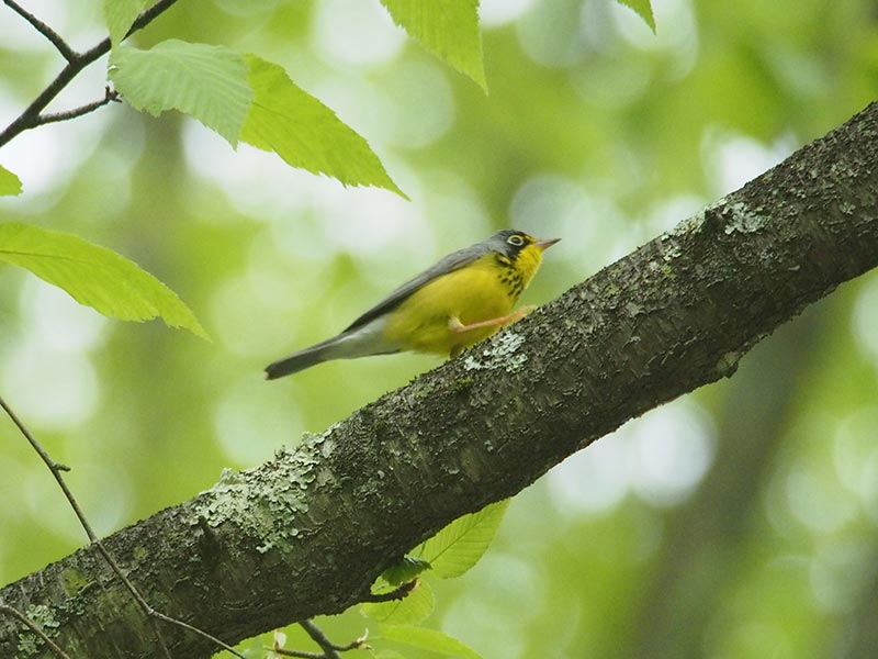 Mystery bird to be identified