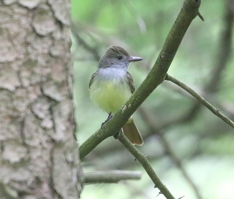 Mystery bird to be identified