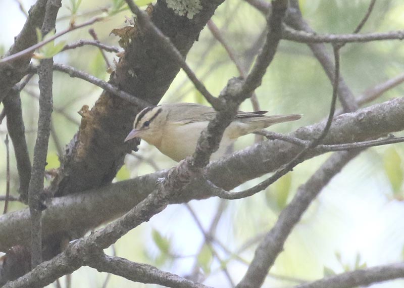 Mystery bird to be identified