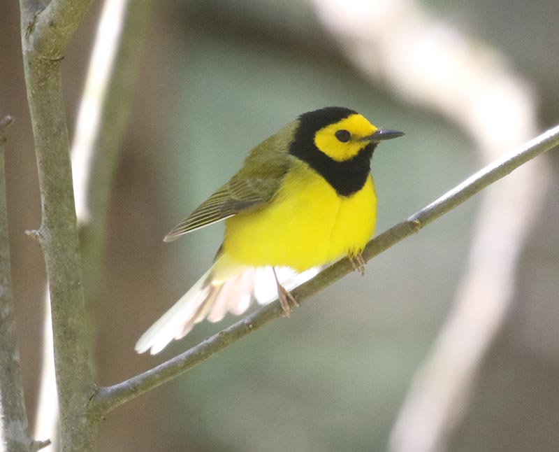 Mystery bird to be identified