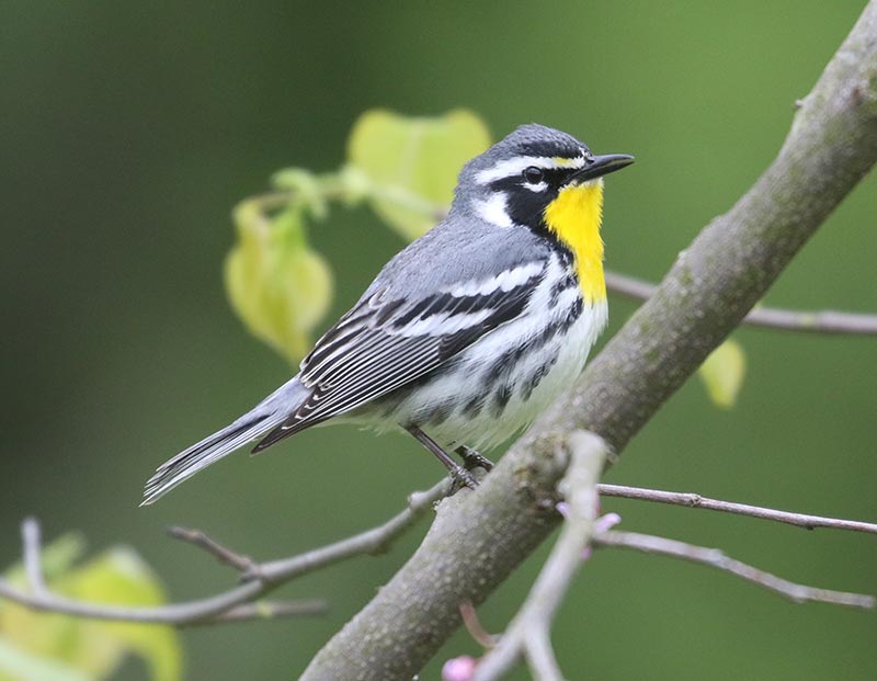Mystery bird to be identified