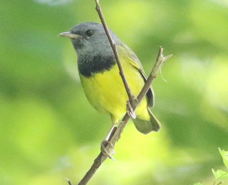 Mystery bird to be identified