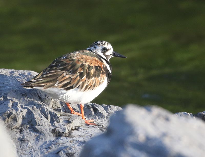 Mystery bird to be identified