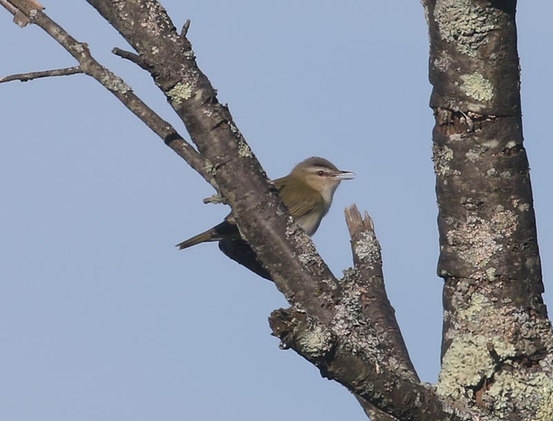 Mystery bird to be identified