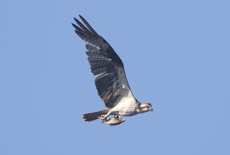 Mystery bird to be identified