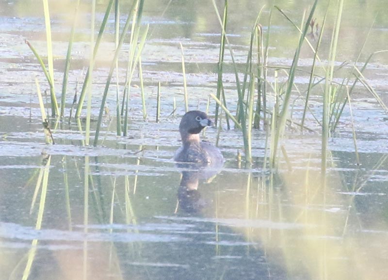 Mystery bird to be identified