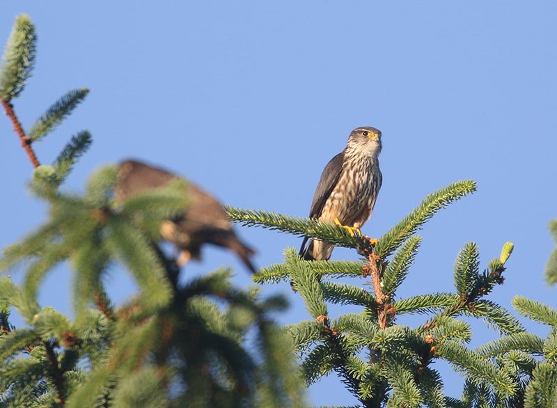 Mystery bird to be identified