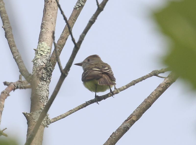 Mystery bird to be identified