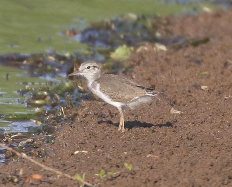 Mystery bird to be identified