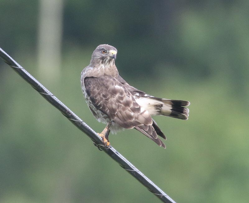 Mystery bird to be identified