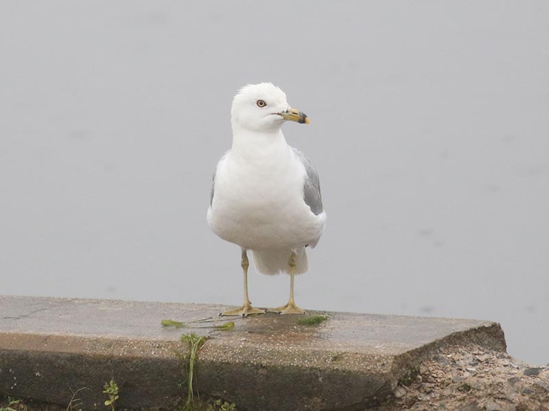 Mystery bird to be identified
