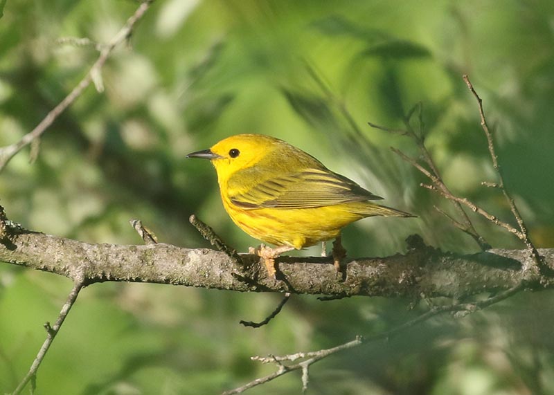 Mystery bird to be identified