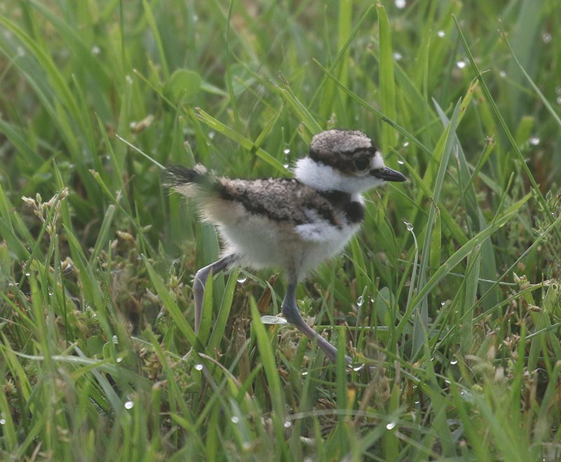 Mystery bird to be identified