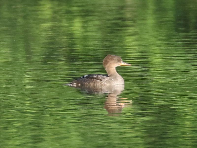 Mystery bird to be identified