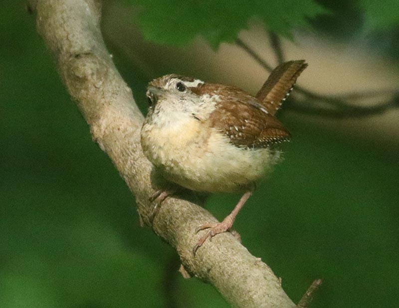 Mystery bird to be identified