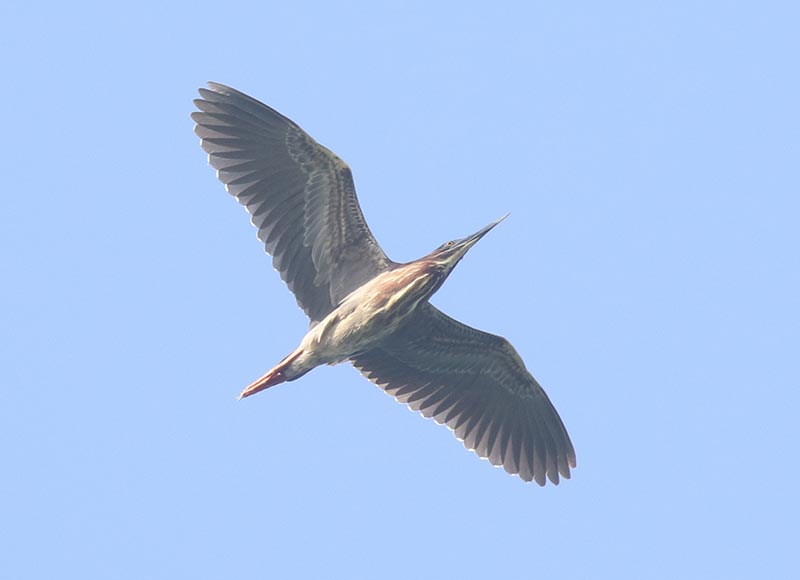 Mystery bird to be identified