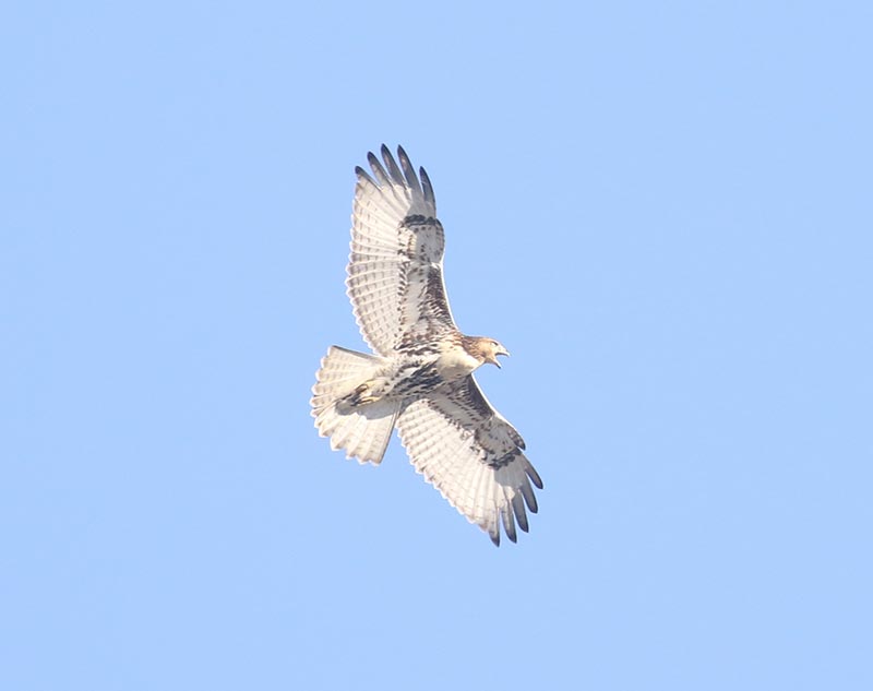 Mystery bird to be identified