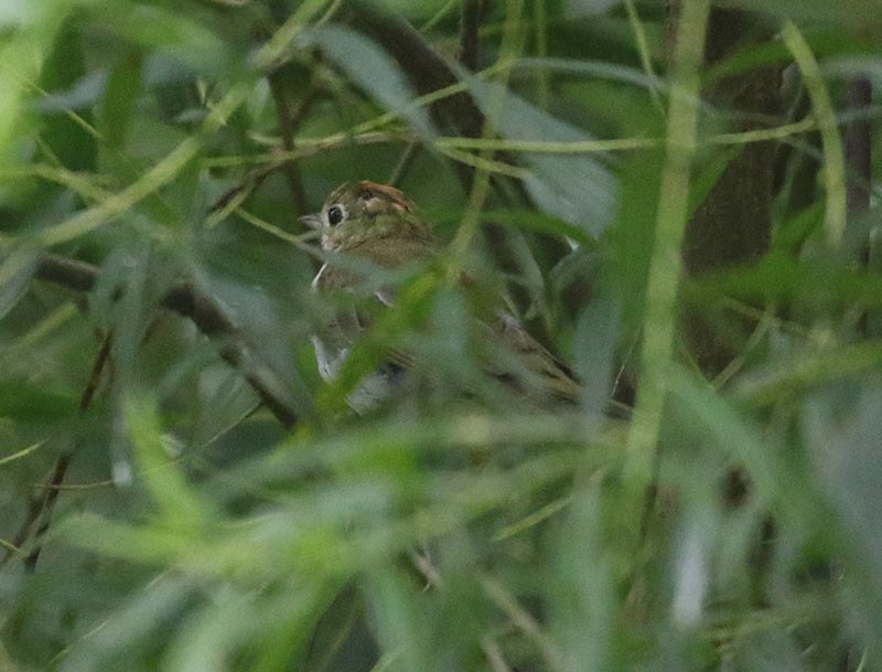 Mystery bird to be identified