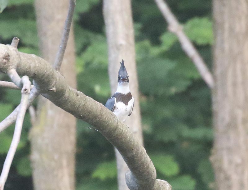 Mystery bird to be identified