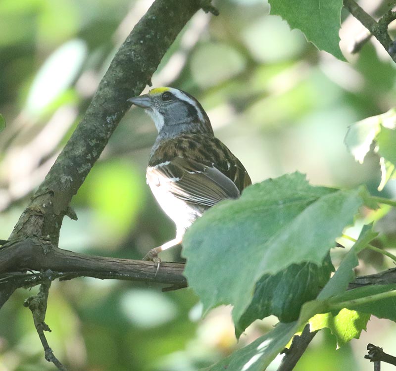 Mystery bird to be identified