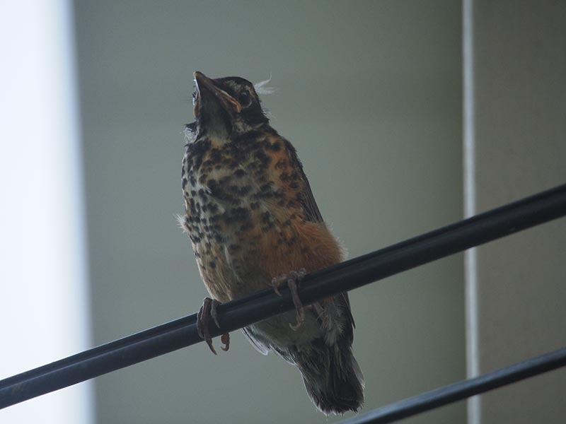 Mystery bird to be identified