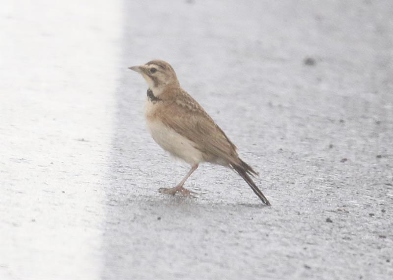 Mystery bird to be identified