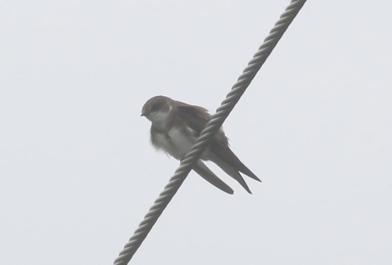 Mystery bird to be identified