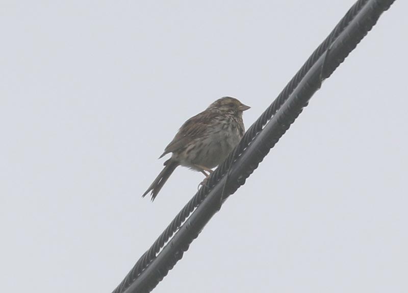 Mystery bird to be identified