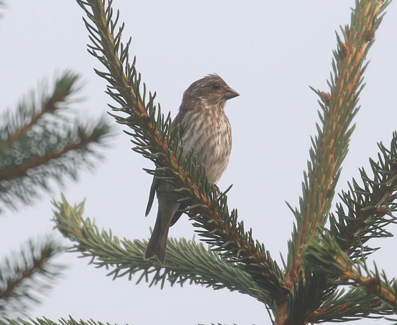 Mystery bird to be identified