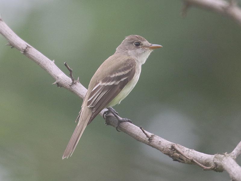 Mystery bird to be identified