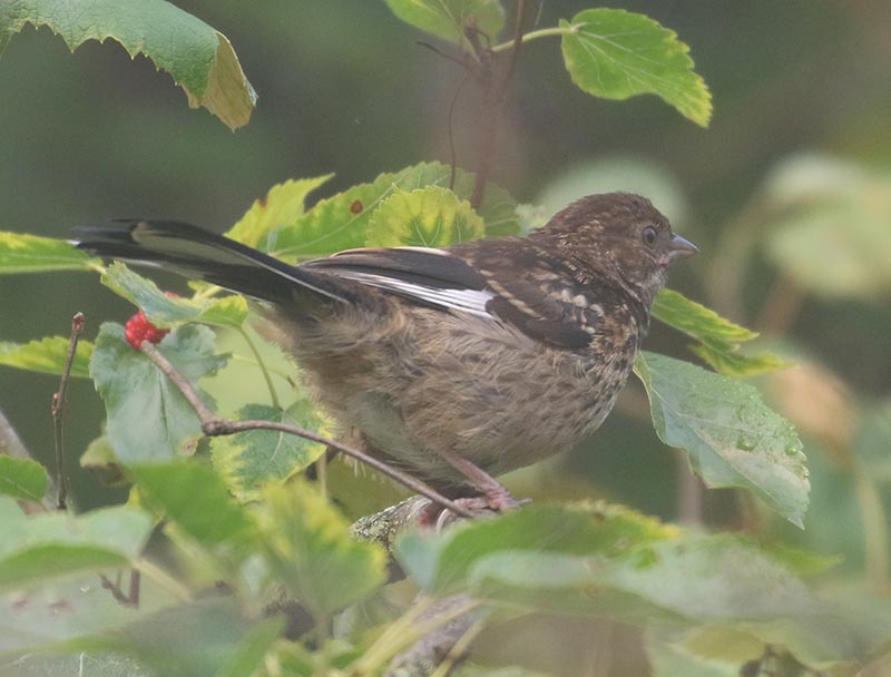 Mystery bird to be identified