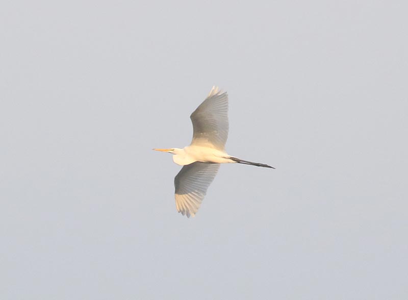 Mystery bird to be identified