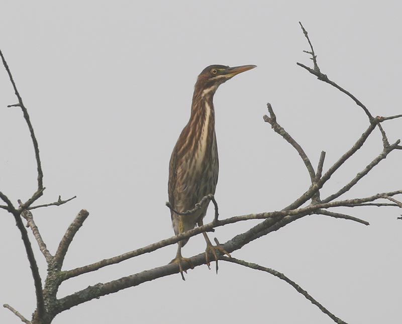 Mystery bird to be identified