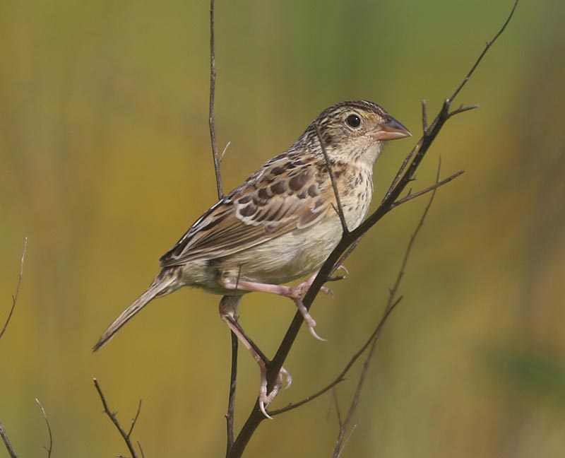 Mystery bird to be identified