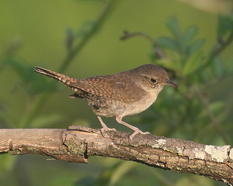 Mystery bird to be identified