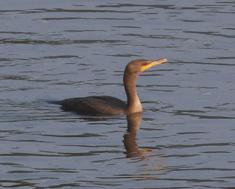 Mystery bird to be identified