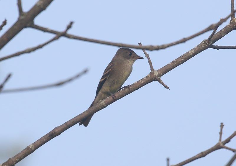 Mystery bird to be identified