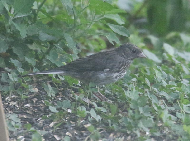 Mystery bird to be identified