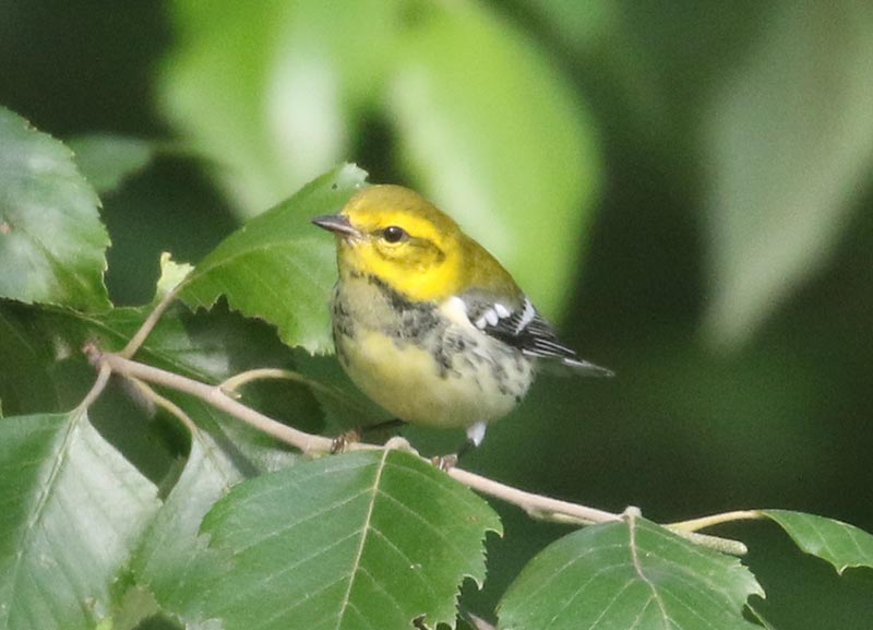 Mystery bird to be identified