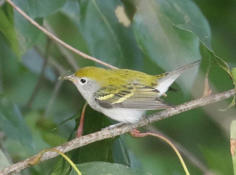 Mystery bird to be identified