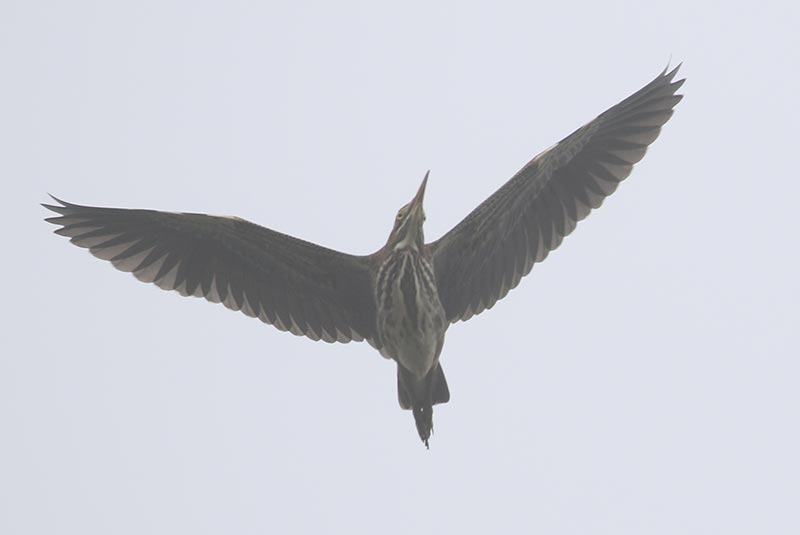 Mystery bird to be identified