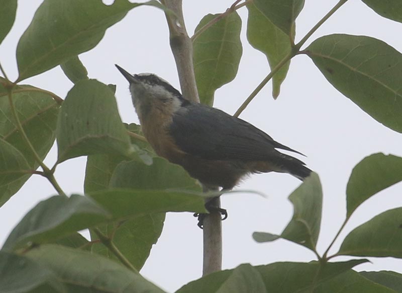 Mystery bird to be identified
